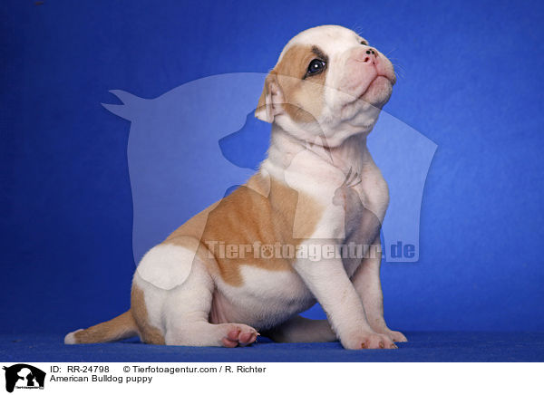 American Bulldog Welpe / American Bulldog puppy / RR-24798