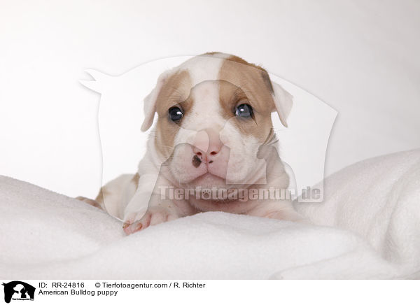 American Bulldog Welpe / American Bulldog puppy / RR-24816