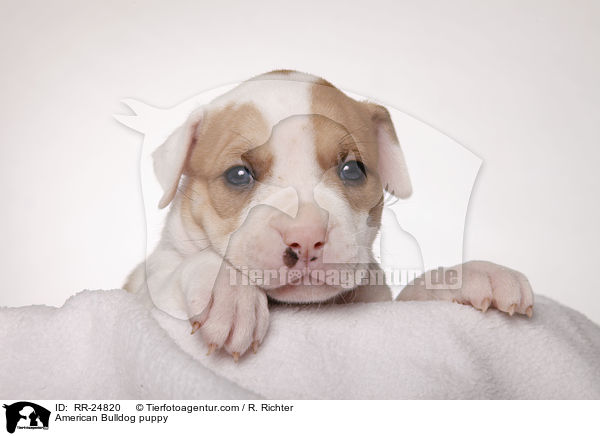 American Bulldog Welpe / American Bulldog puppy / RR-24820