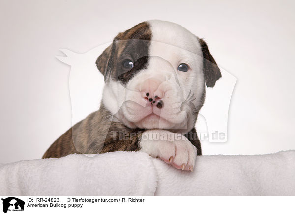 American Bulldog Welpe / American Bulldog puppy / RR-24823