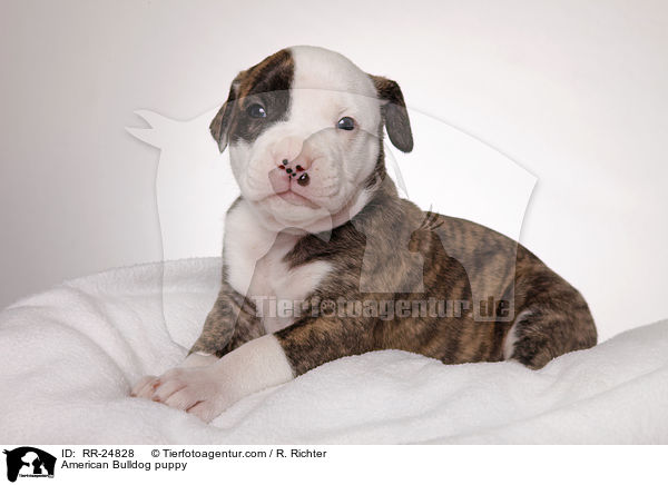 American Bulldog Welpe / American Bulldog puppy / RR-24828