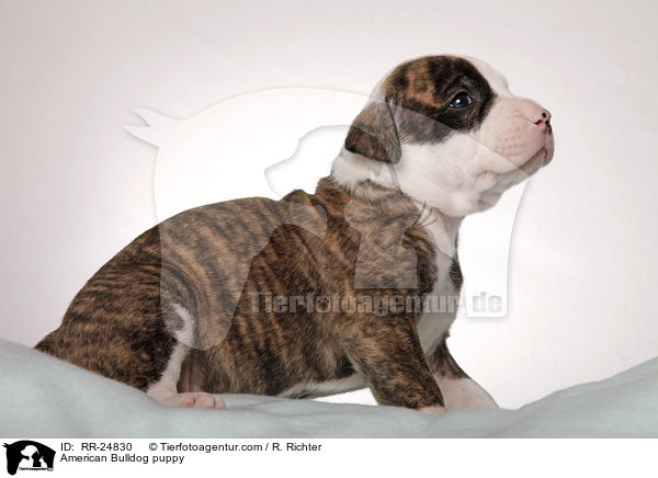 American Bulldog puppy / RR-24830