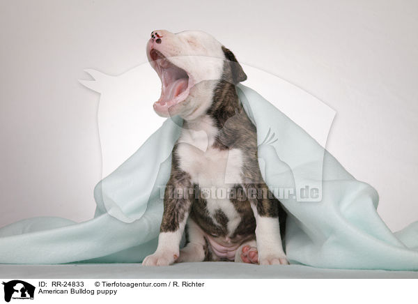 American Bulldog Welpe / American Bulldog puppy / RR-24833