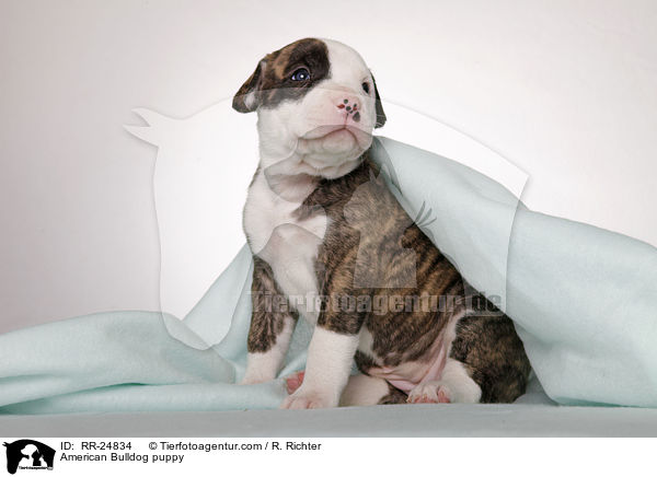 American Bulldog puppy / RR-24834