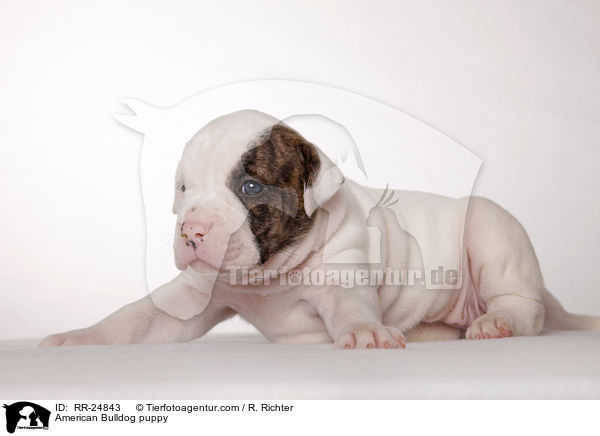American Bulldog Welpe / American Bulldog puppy / RR-24843