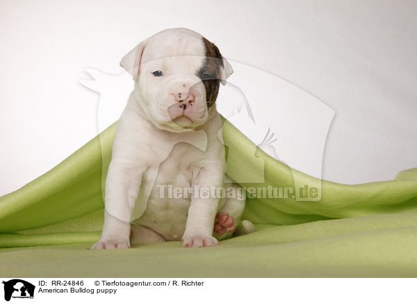 American Bulldog Welpe / American Bulldog puppy / RR-24846