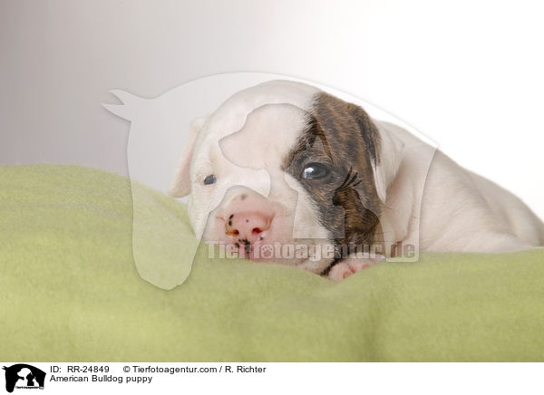 American Bulldog Welpe / American Bulldog puppy / RR-24849