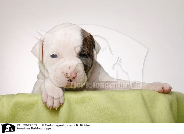 American Bulldog Welpe / American Bulldog puppy / RR-24853
