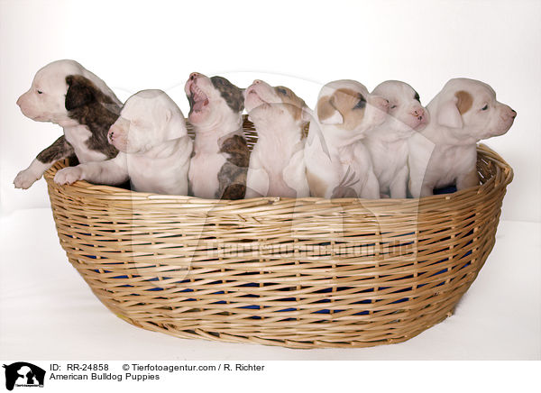 Amerikanische Bulldoggen Welpen / American Bulldog Puppies / RR-24858