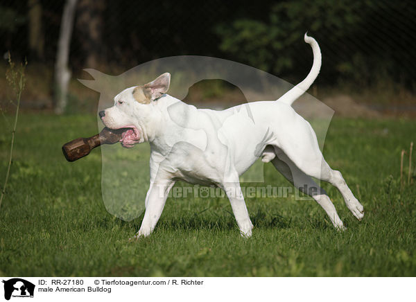 American Bulldog Rde / male American Bulldog / RR-27180