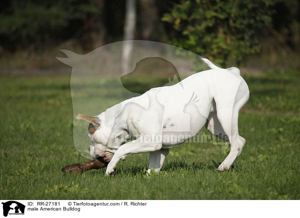 American Bulldog Rde / male American Bulldog / RR-27181