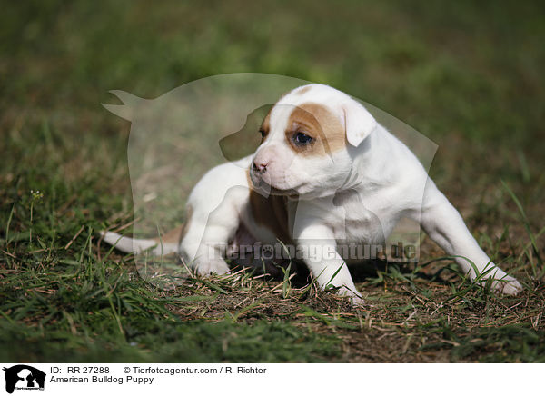 Amerikanische Bulldogge Welpe / American Bulldog Puppy / RR-27288