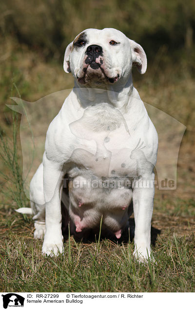 Amerikanische Bulldogge Hndin / female American Bulldog / RR-27299