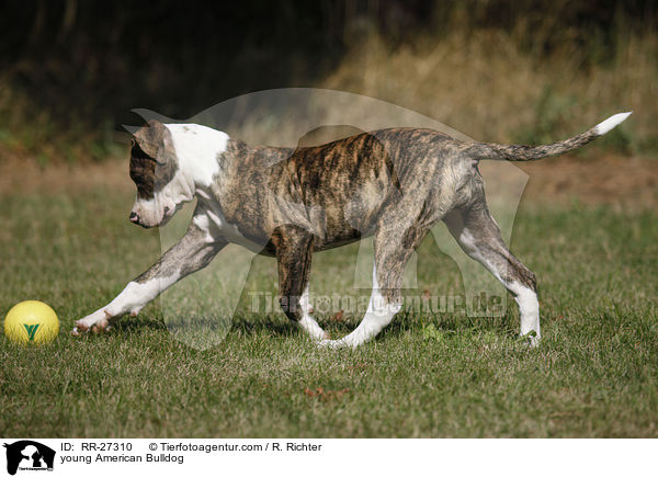 junge Amerikanische Bulldogge / young American Bulldog / RR-27310