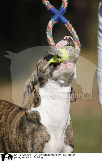 junge Amerikanische Bulldogge / young American Bulldog / RR-27318