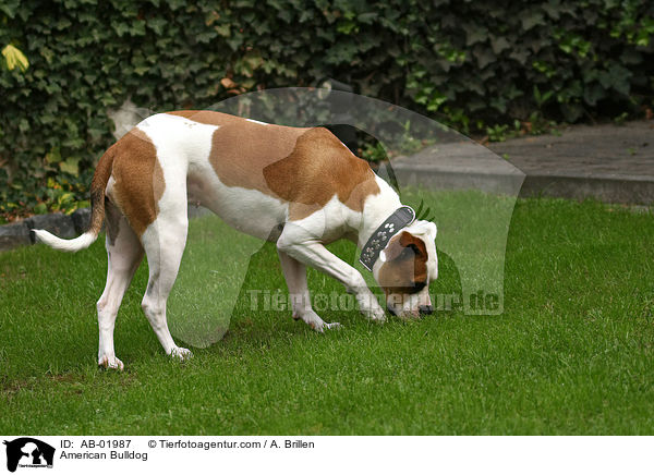 American Bulldog / AB-01987