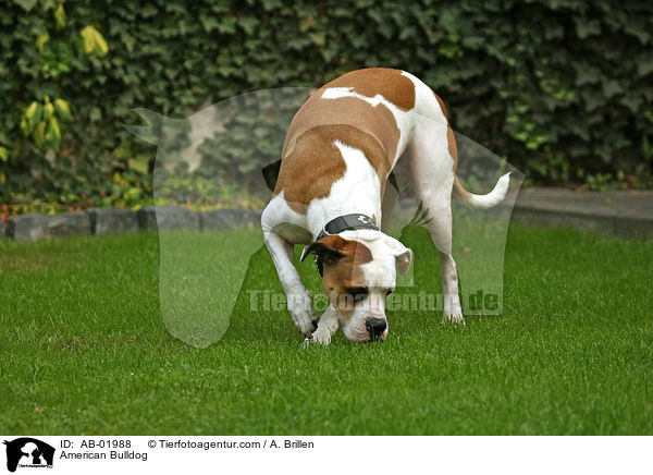 American Bulldog / AB-01988