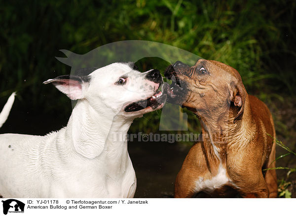 American Bulldog and German Boxer / YJ-01178