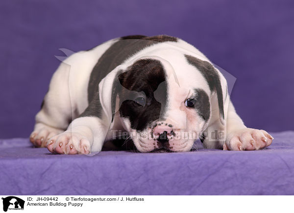 American Bulldog Welpe / American Bulldog Puppy / JH-09442