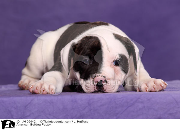 American Bulldog Puppy / JH-09442