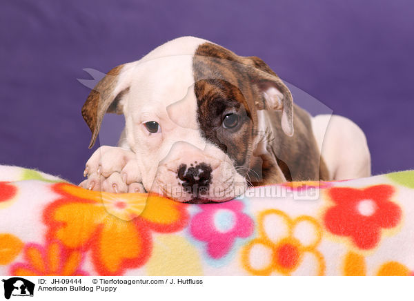American Bulldog Welpe / American Bulldog Puppy / JH-09444