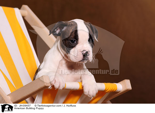 American Bulldog Welpe / American Bulldog Puppy / JH-09457