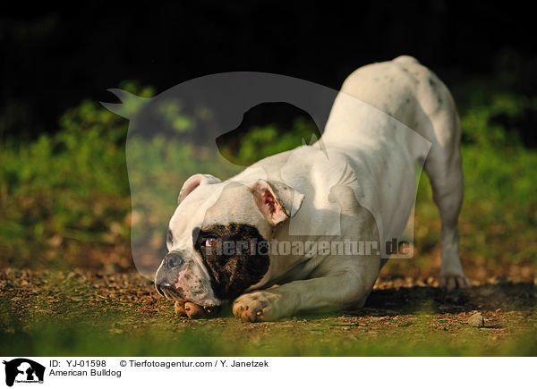 American Bulldog / American Bulldog / YJ-01598