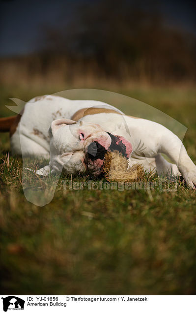 American Bulldog / YJ-01656