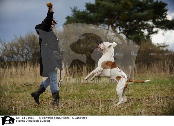 playing American Bulldog / YJ-01663