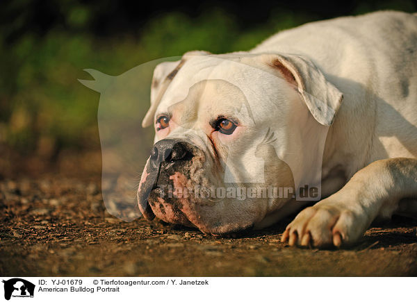 American Bulldog Portrait / American Bulldog Portrait / YJ-01679