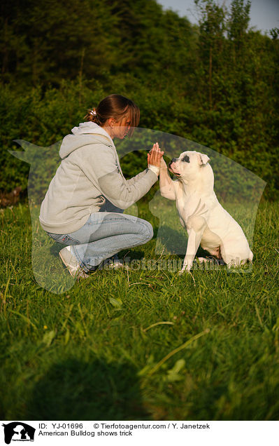 American Bulldog zeigt Trick / American Bulldog shows trick / YJ-01696