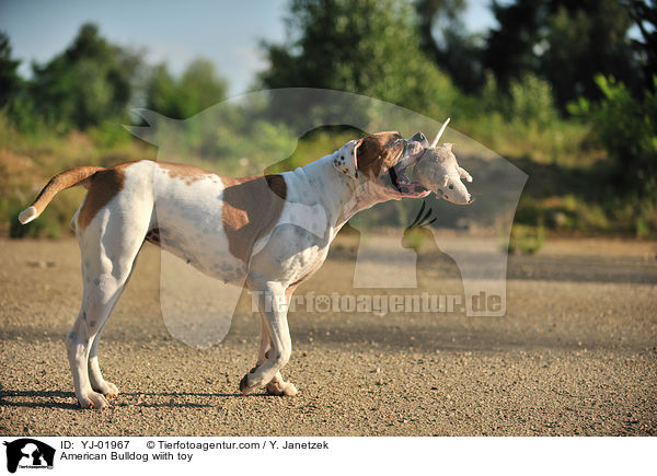 American Bulldog mit Spielzeug / American Bulldog wiith toy / YJ-01967
