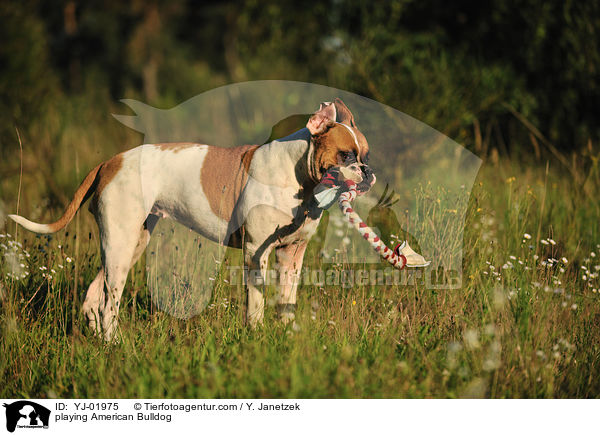 spielender American Bulldog / playing American Bulldog / YJ-01975