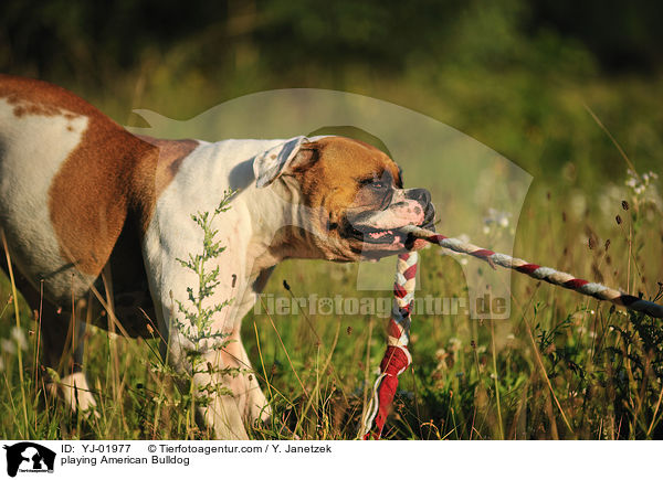 spielender American Bulldog / playing American Bulldog / YJ-01977