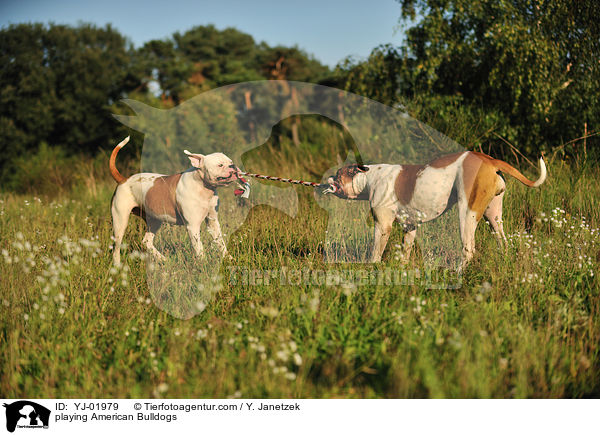 spielende American Bulldogs / playing American Bulldogs / YJ-01979