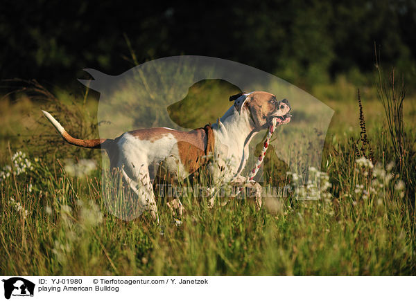 spielender American Bulldog / playing American Bulldog / YJ-01980