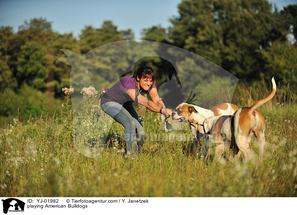 spielende American Bulldogs / playing American Bulldogs / YJ-01982
