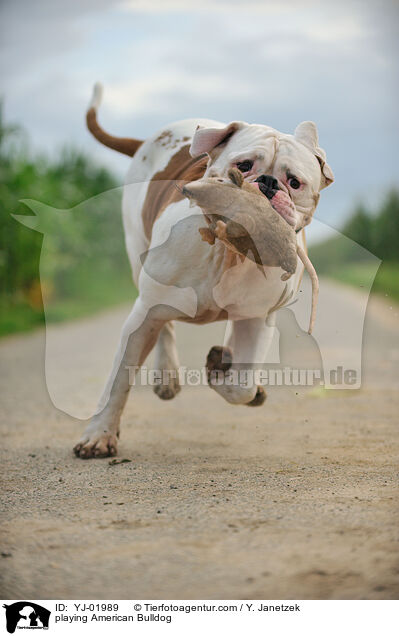 spielender American Bulldog / playing American Bulldog / YJ-01989