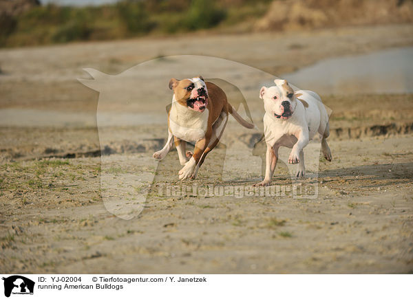 rennende American Bulldogs / running American Bulldogs / YJ-02004