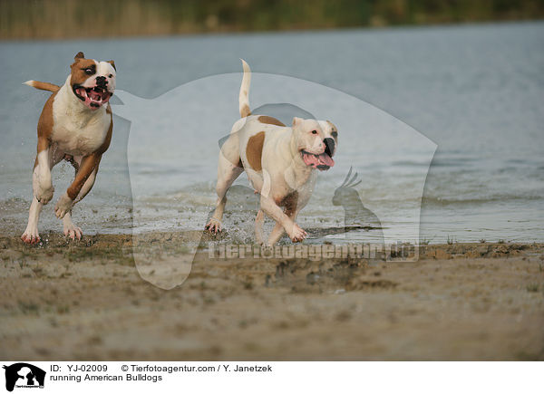 rennende American Bulldogs / running American Bulldogs / YJ-02009