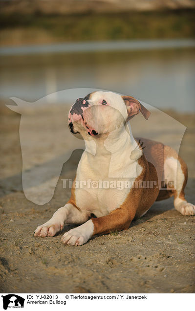 American Bulldog / American Bulldog / YJ-02013
