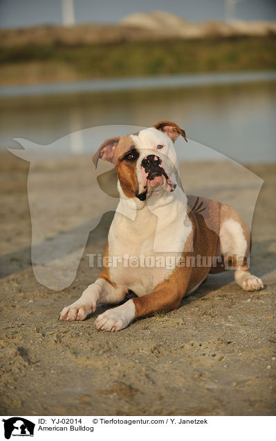 American Bulldog / YJ-02014