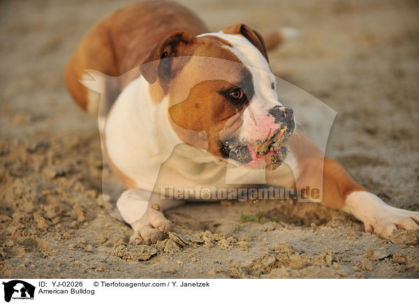 American Bulldog / American Bulldog / YJ-02026