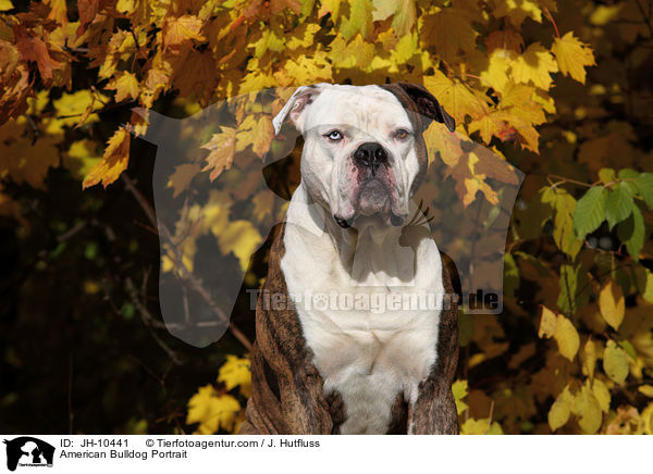 American Bulldog Portrait / American Bulldog Portrait / JH-10441