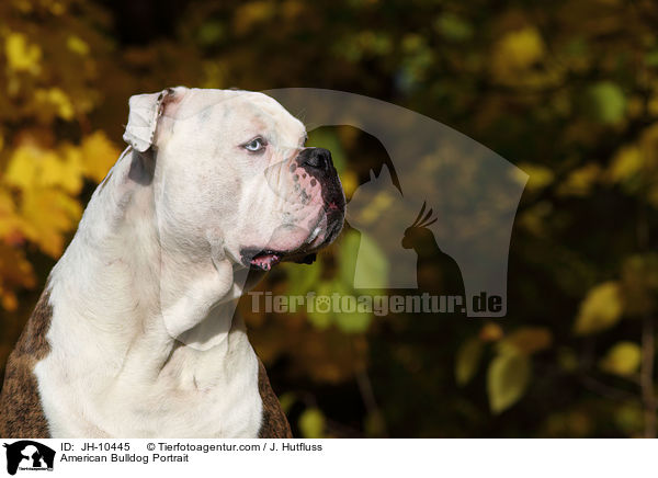 American Bulldog Portrait / American Bulldog Portrait / JH-10445