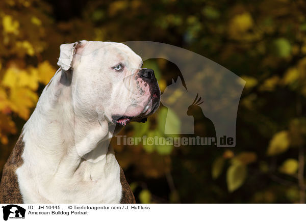 American Bulldog Portrait / JH-10445