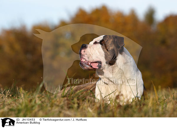 American Bulldog / JH-10453