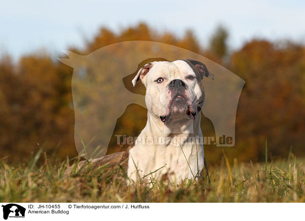 American Bulldog / JH-10455
