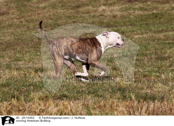 rennender American Bulldog / running American Bulldog / JH-10462