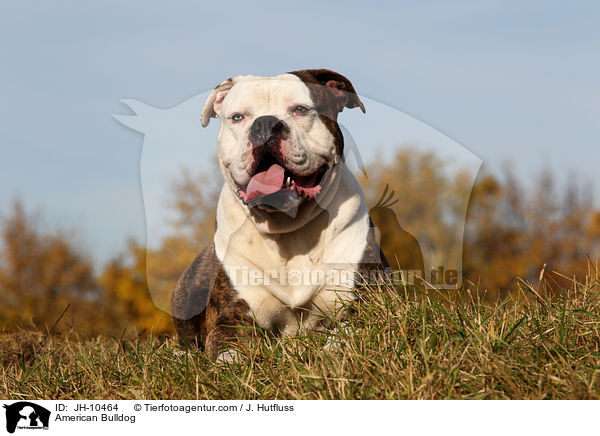 American Bulldog / JH-10464